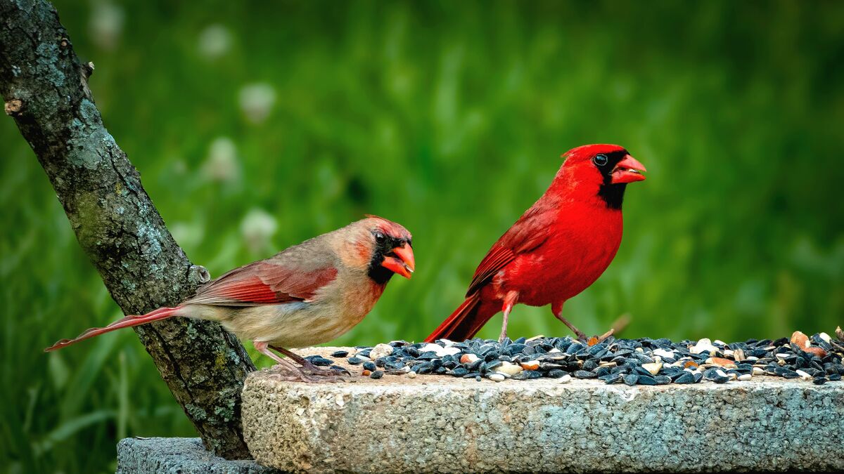 Pair of Cardinals eating: I got this shot in my back yard. They would ...