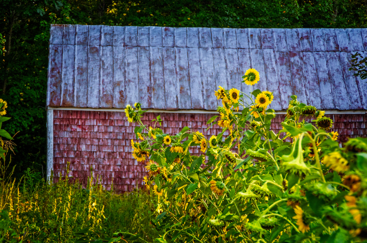 Red barn, sunflowers and afternoon sun - unbeatabl...