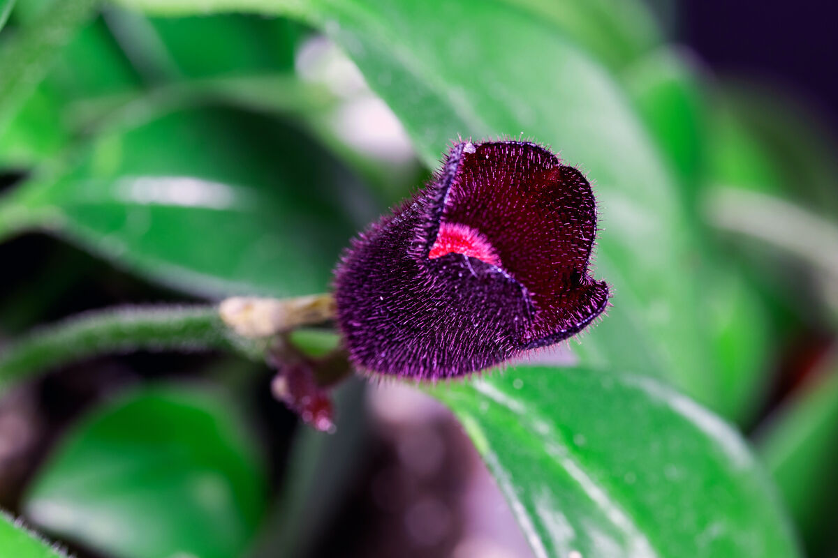 Lipstick Bloom Progresses A couple of weeks ago, I posted several