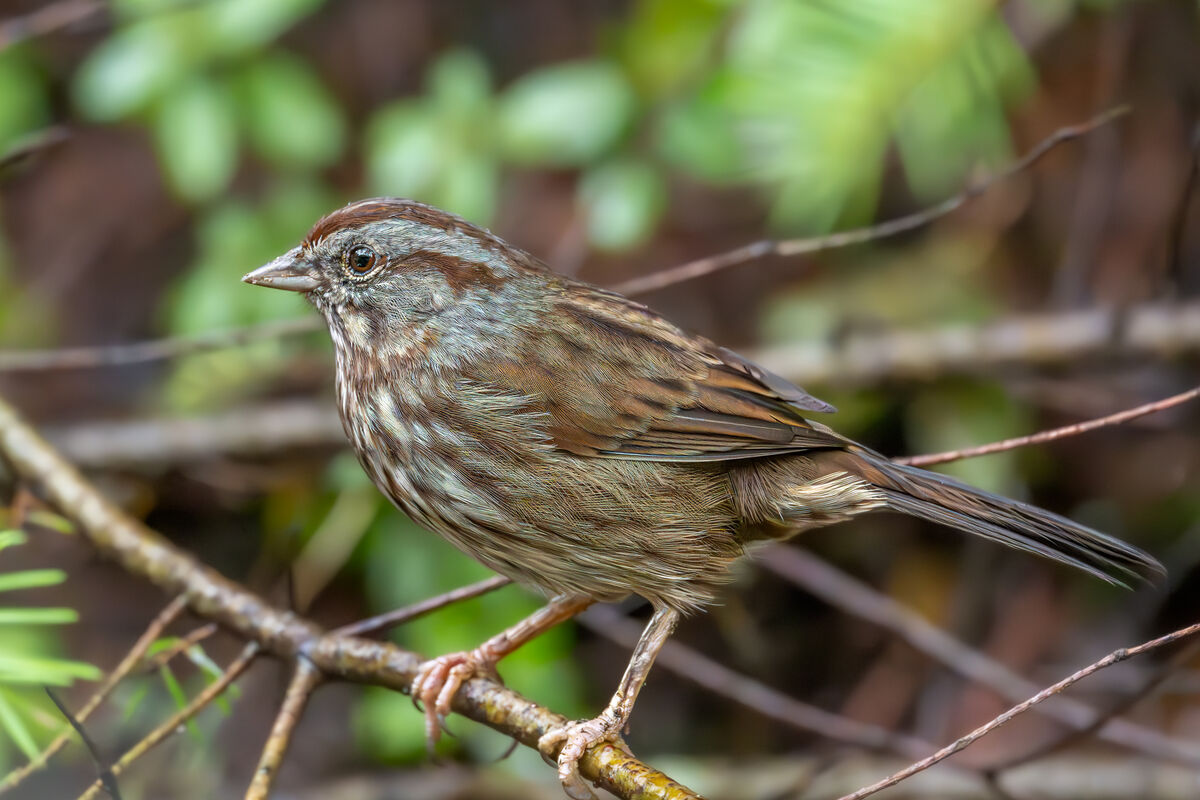 meaning when seeing hedge sparrow bird        
        <figure class=