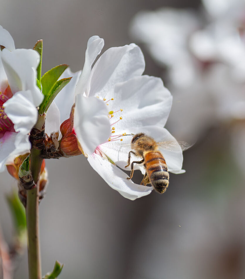 Bee on a apple blossom...