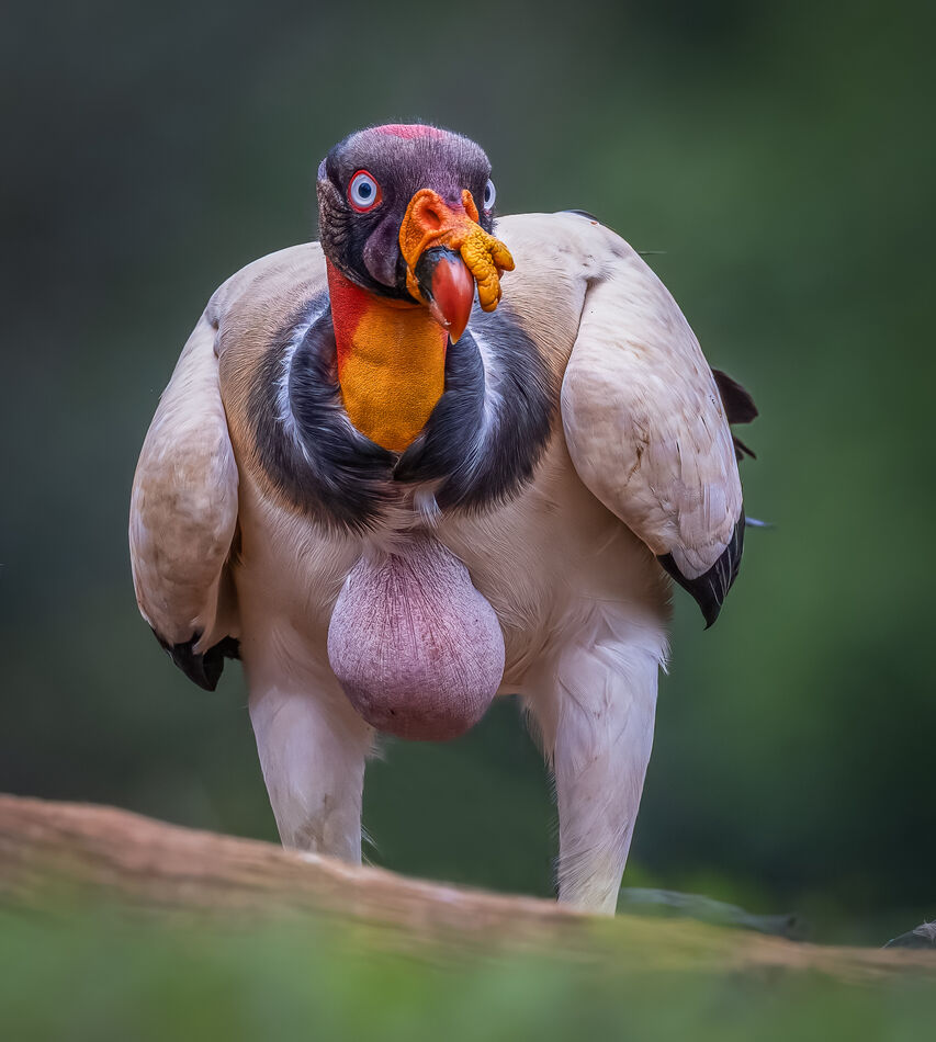king vulture and I don't think he is actually frie...