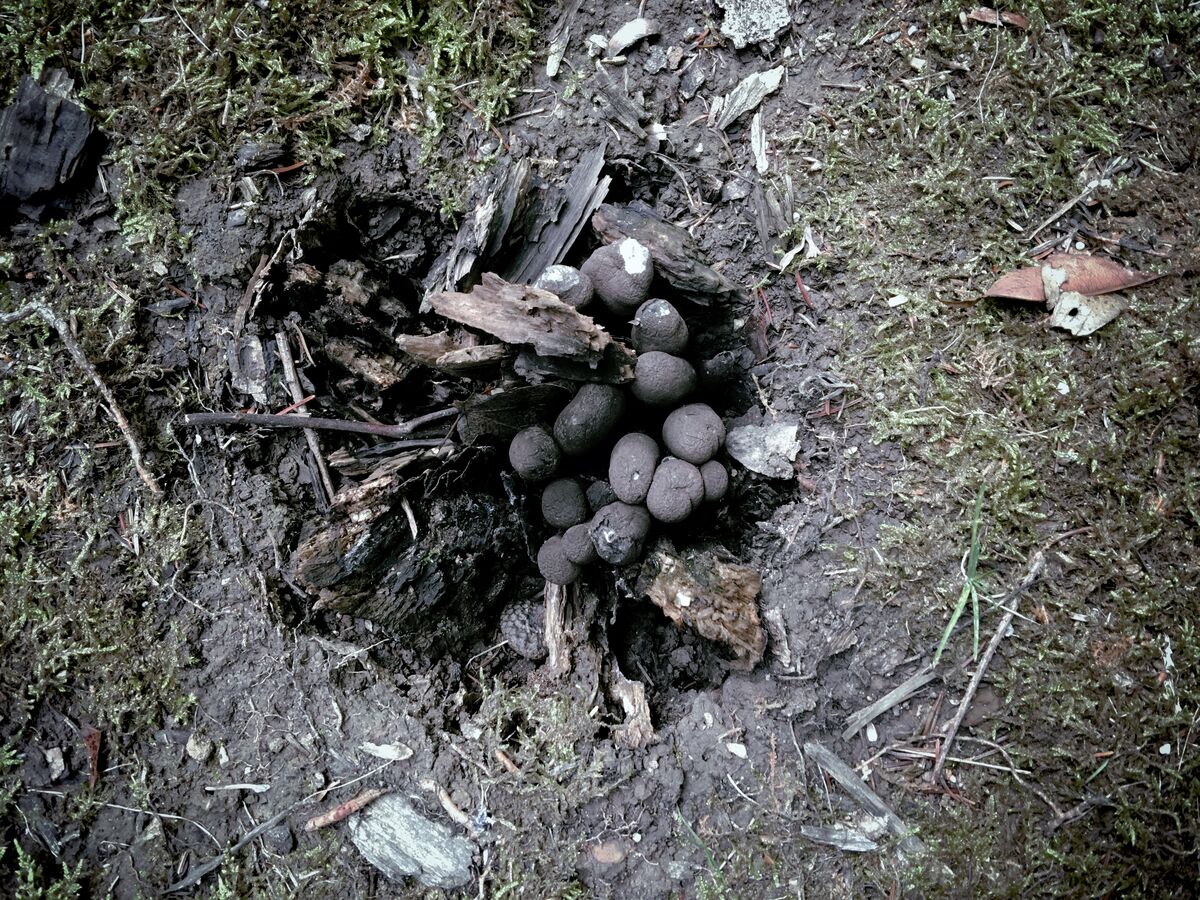These scary things are called Dead Man’s Fingers. ...