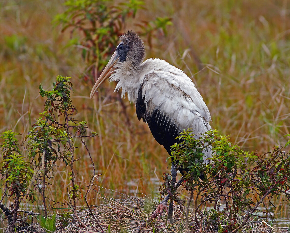 Strange looking Wood stork !...