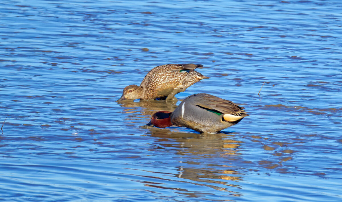 a pair of grenn wing teals...