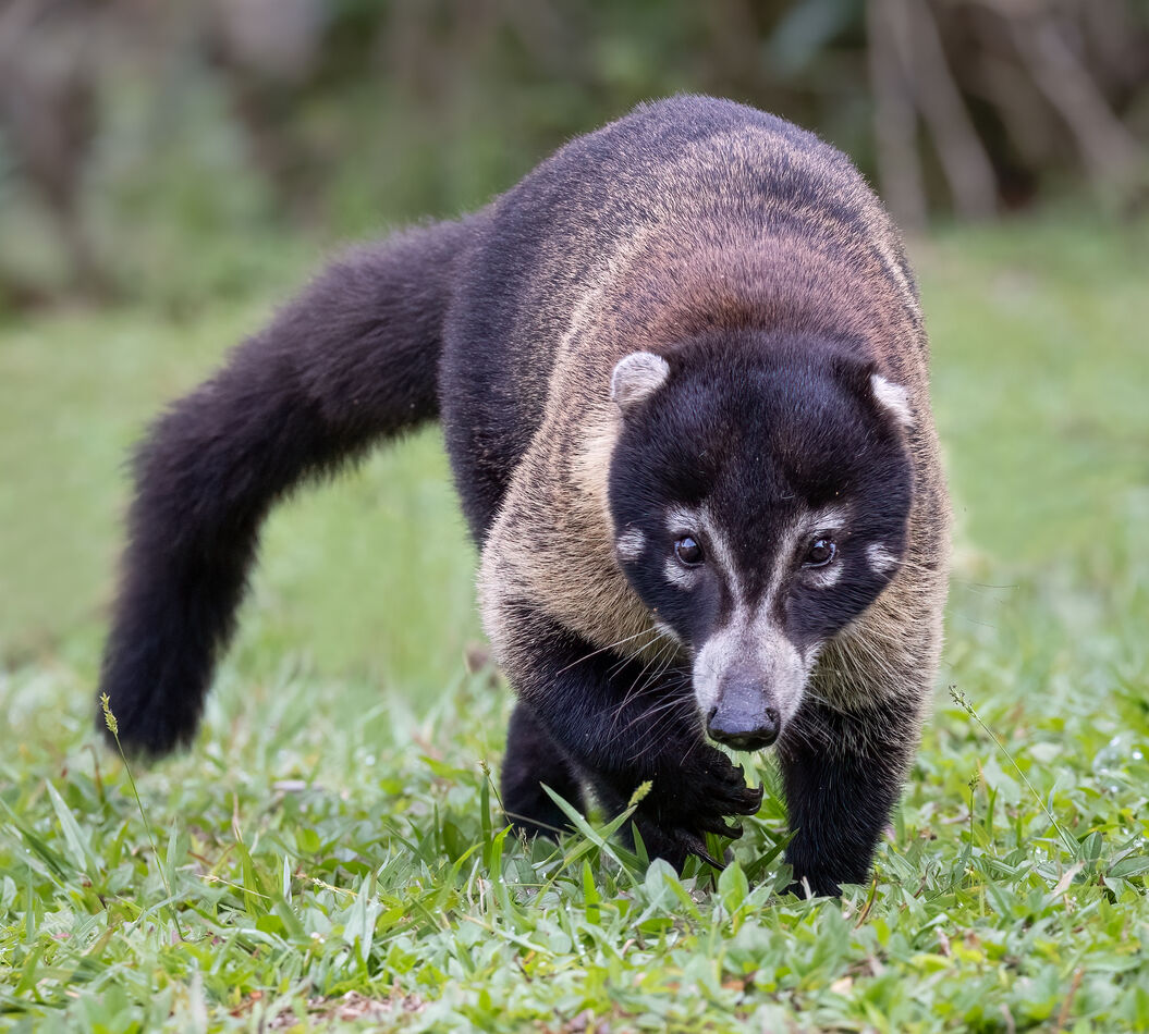 This is a coati.  I was in need of a furry critter...