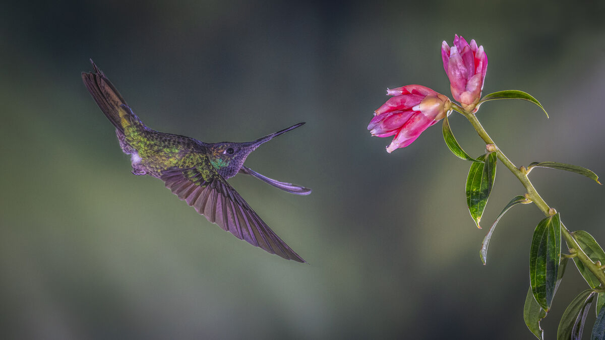 Yep, a hummingbird for the end!...