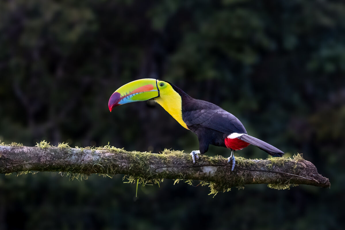 Yes, I have a bunch of these toucans.  Notice his ...
