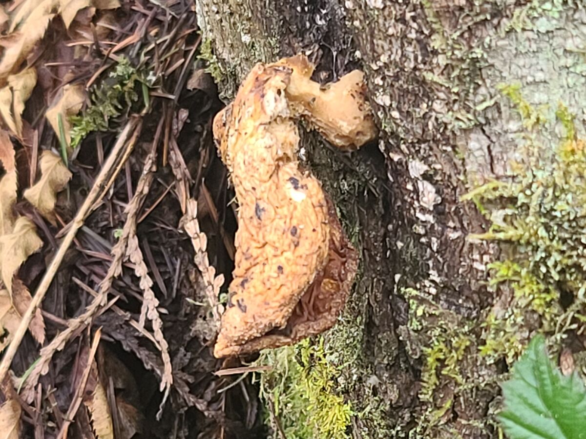 A dried mushroom still attached to the tree it gre...