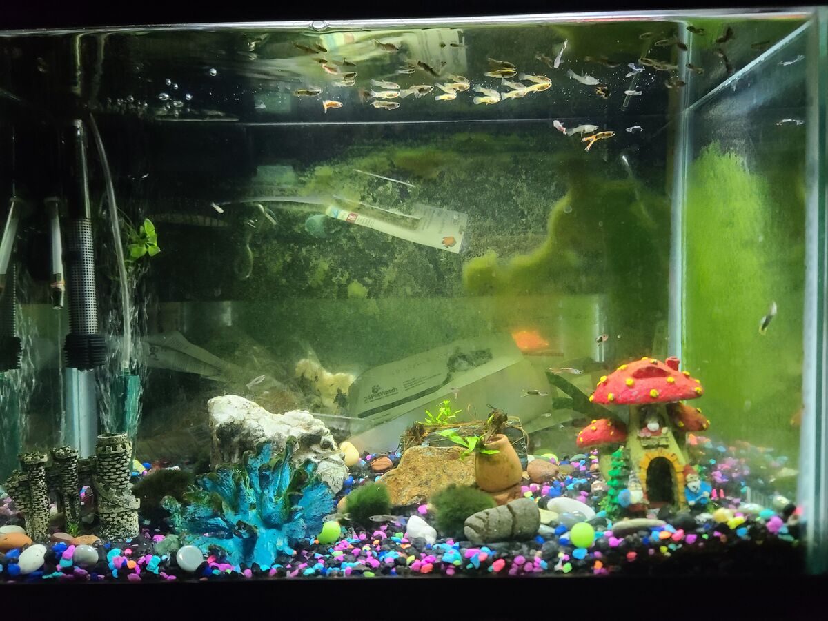 My 20 gallon aquarium....