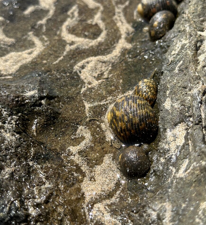 hermit crabs nestled in a tide pool...