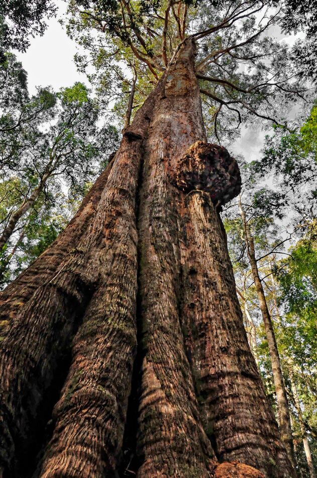 400 year old Browntop Stringybark (Eucalyptus Obli...