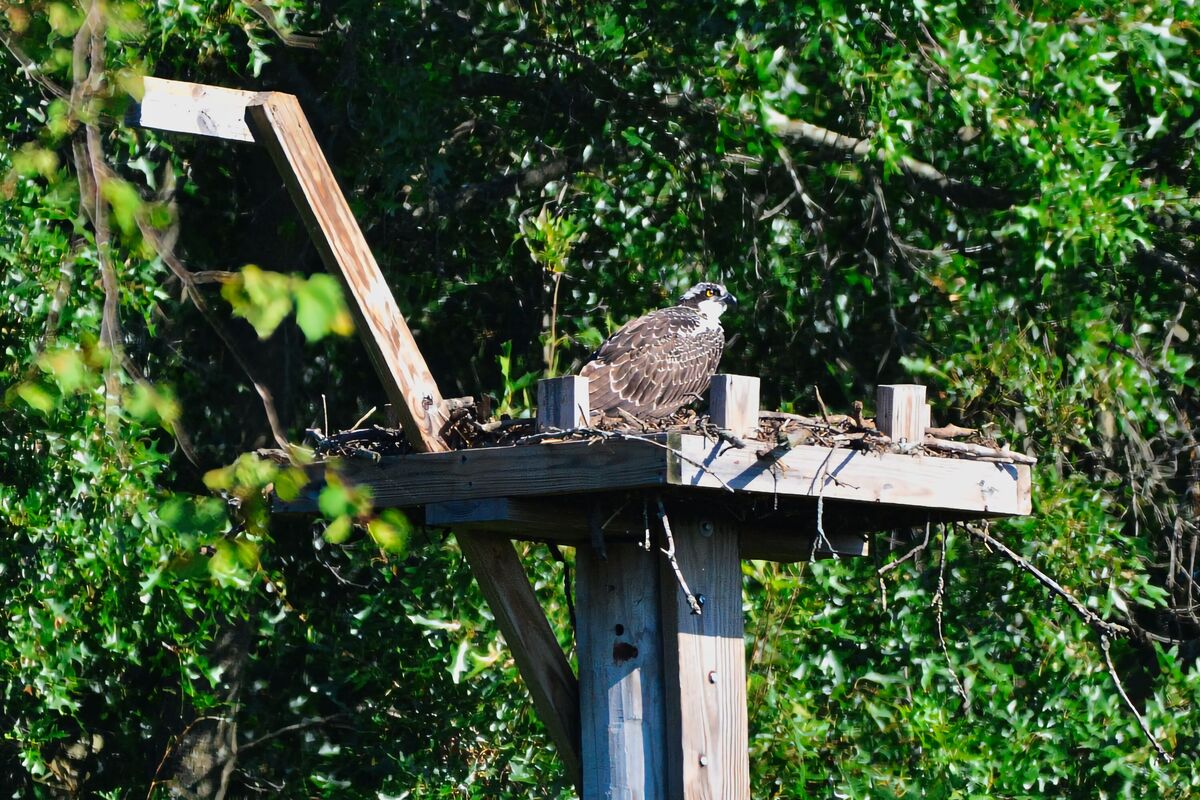 Northwest Indiana Birds My yard and in the general area of Fish Lake