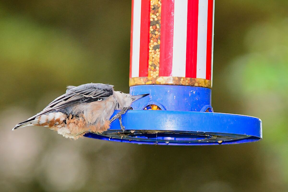 Northwest Indiana Birds My yard and in the general area of Fish Lake