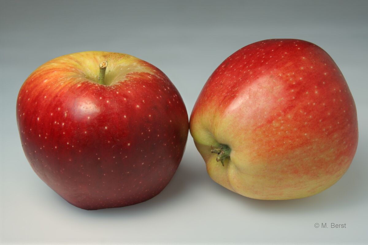 Historic Apple Varieties III: 1. Orleans Reinette The origin of this ...