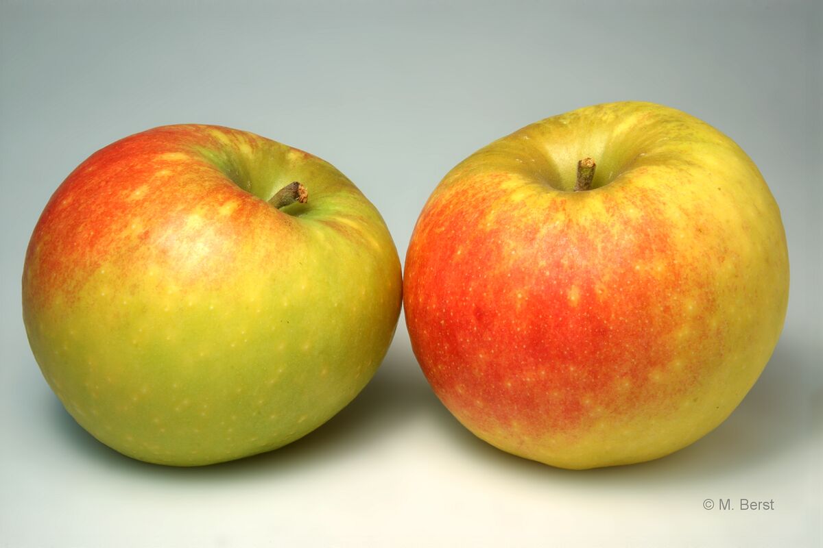 Historic Apple Varieties III: 1. Orleans Reinette The origin of this ...