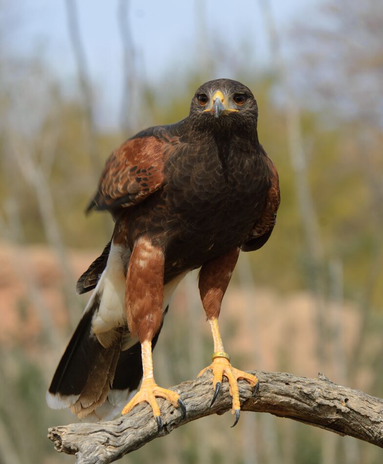 Harris' Hawk; Arizona Sonora Desert Museum...