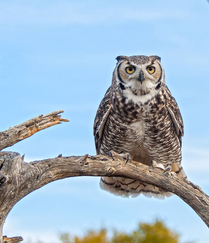 Great Horned Owl; Arizona Sonora Desert Museum...