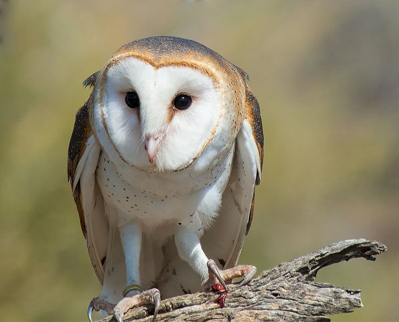 Barn Owl; Arizona Sonora Desert Museum...