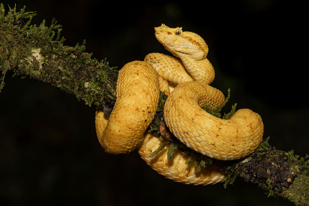 This is an eyelash viper.  They did not let us get...