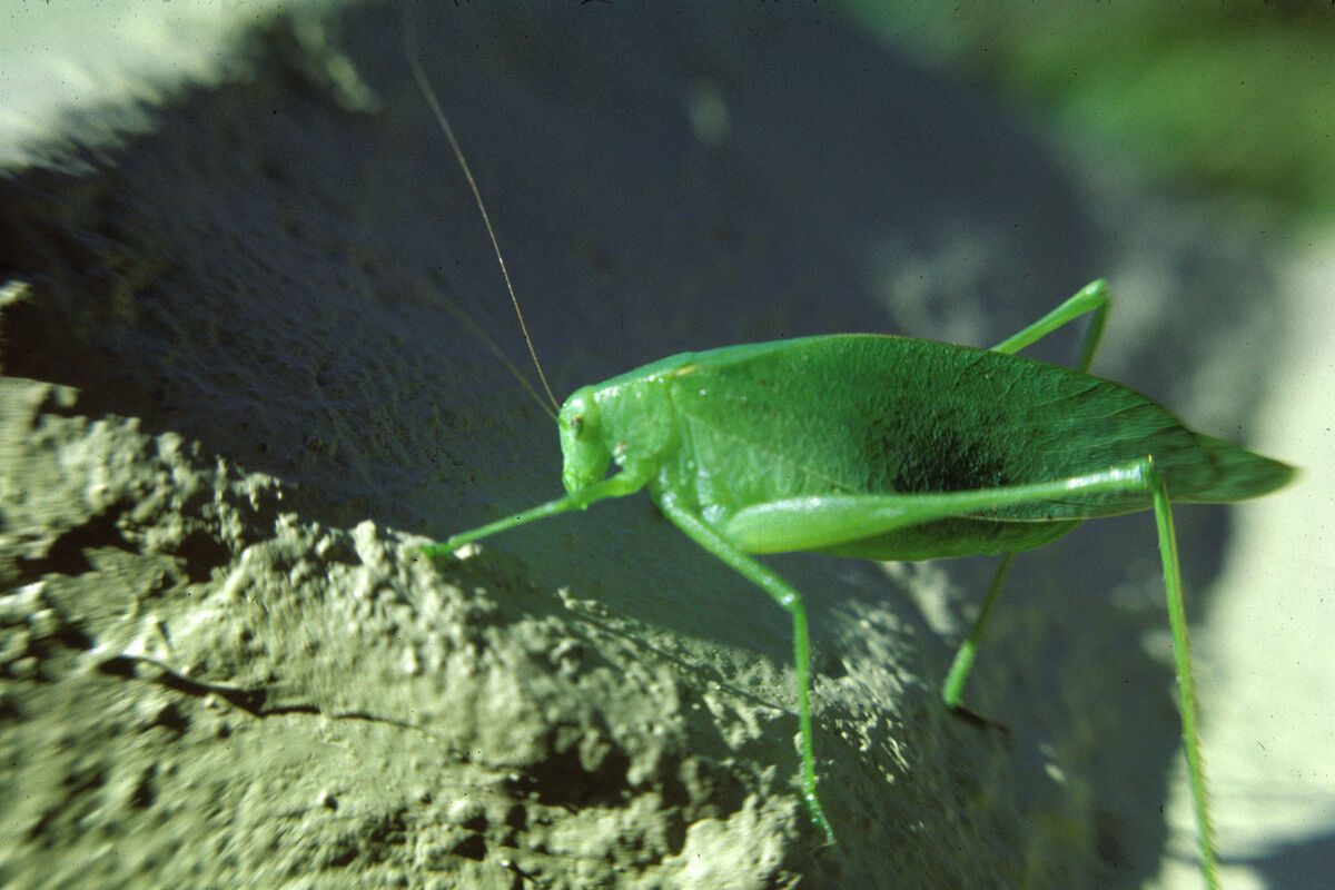 A green grasshopper - August 1976 - Minolta SRT-10...