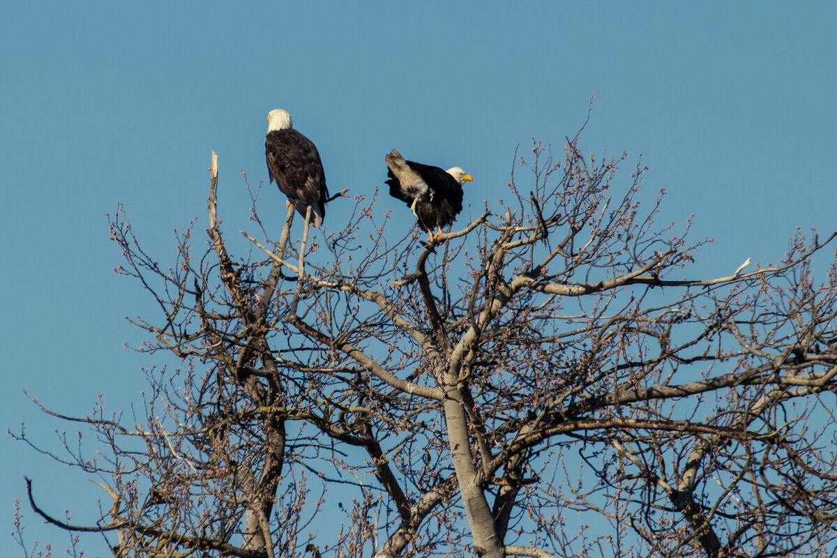 2. Majestic(most often) eagles.  Timing is everyth...