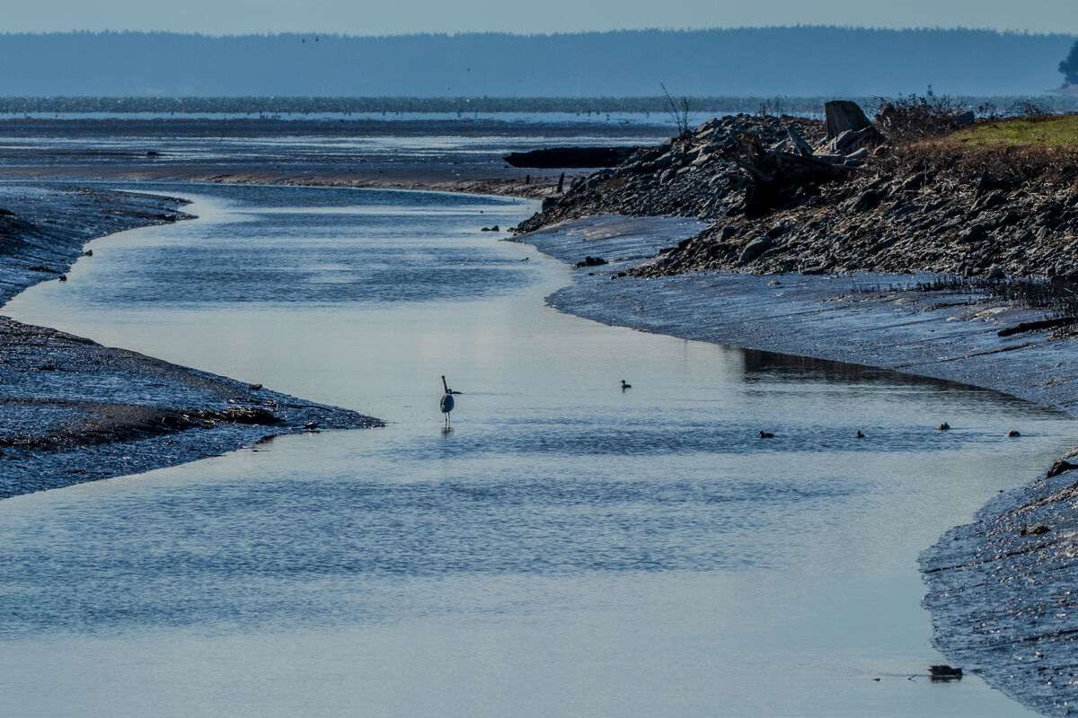 3. GBH in a tidal slough during low tide, ducks to...