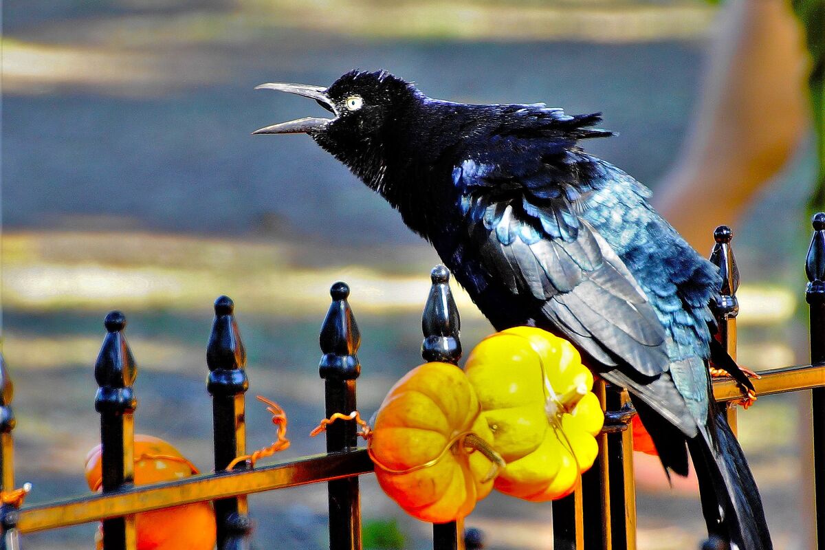 Grackle, Grackle, squawking on the fence.  Never d...