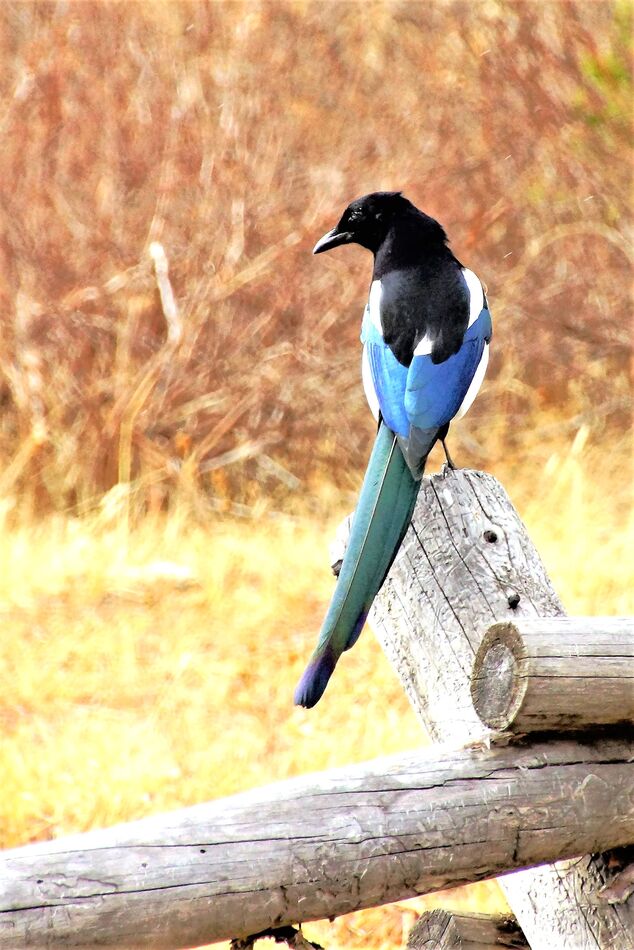 Not sure but I think this is a Stellar Jay.  This ...