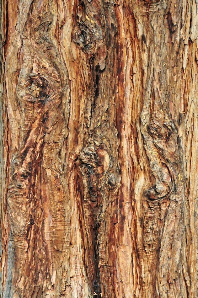 The trunk of a Cedar Wood tree....