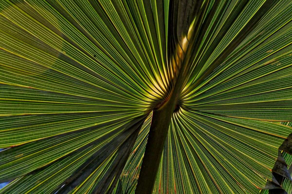 Sun shining through a palm frond....