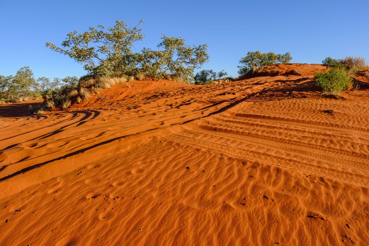 A Central Australian sand hill in golden evening l...