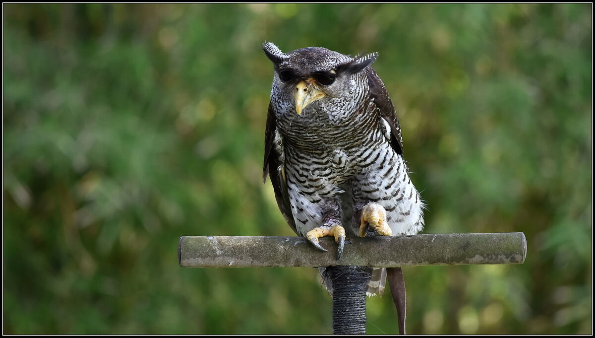 Bubo Sumatranus Eagle Owl...