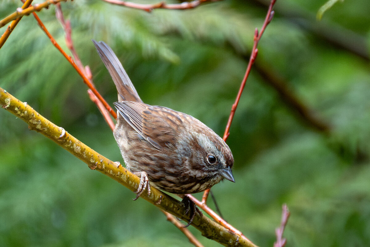 Little Tiny Birds-Bush Tits! While chasing some Song Sparrows I whistled up  (try it sometimes), a bunch of tiny birds buzzed me in our Short Forest. Bush  tits and Chickadees! Z9...