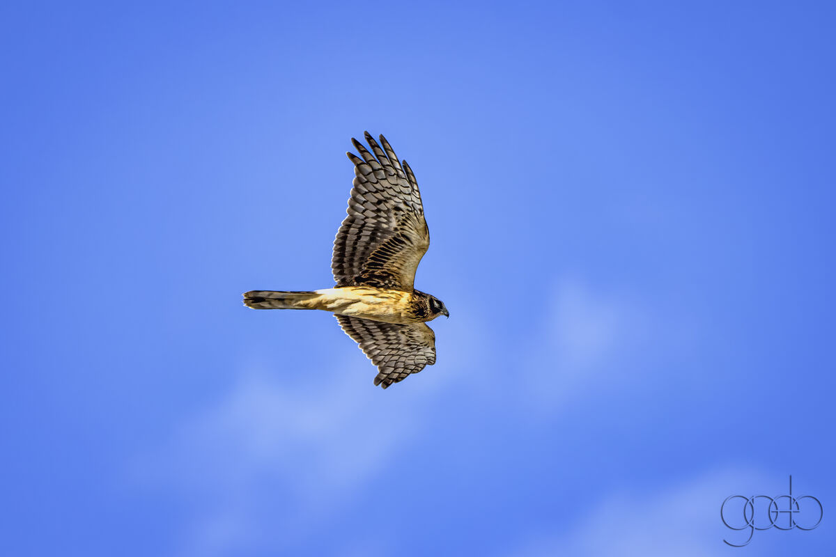 Northern Harrier flying at Willow Lake...