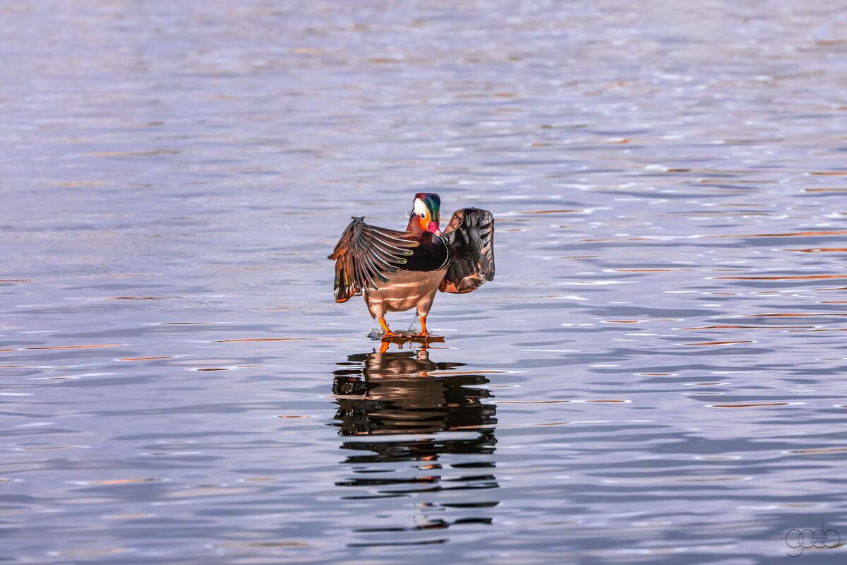 Mandarin Duck at Lynx Lake...