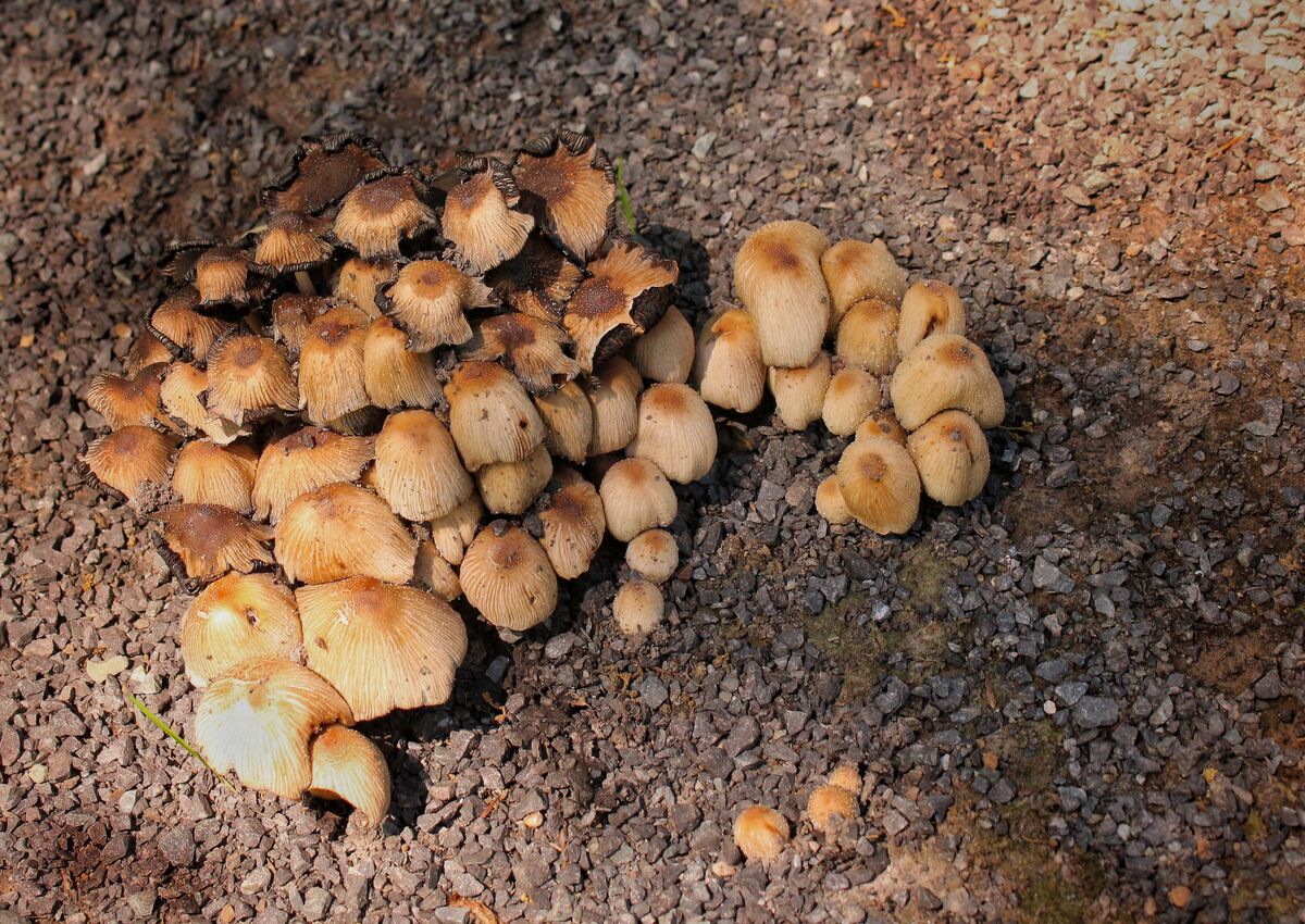 Mushrooms growing in the grit...