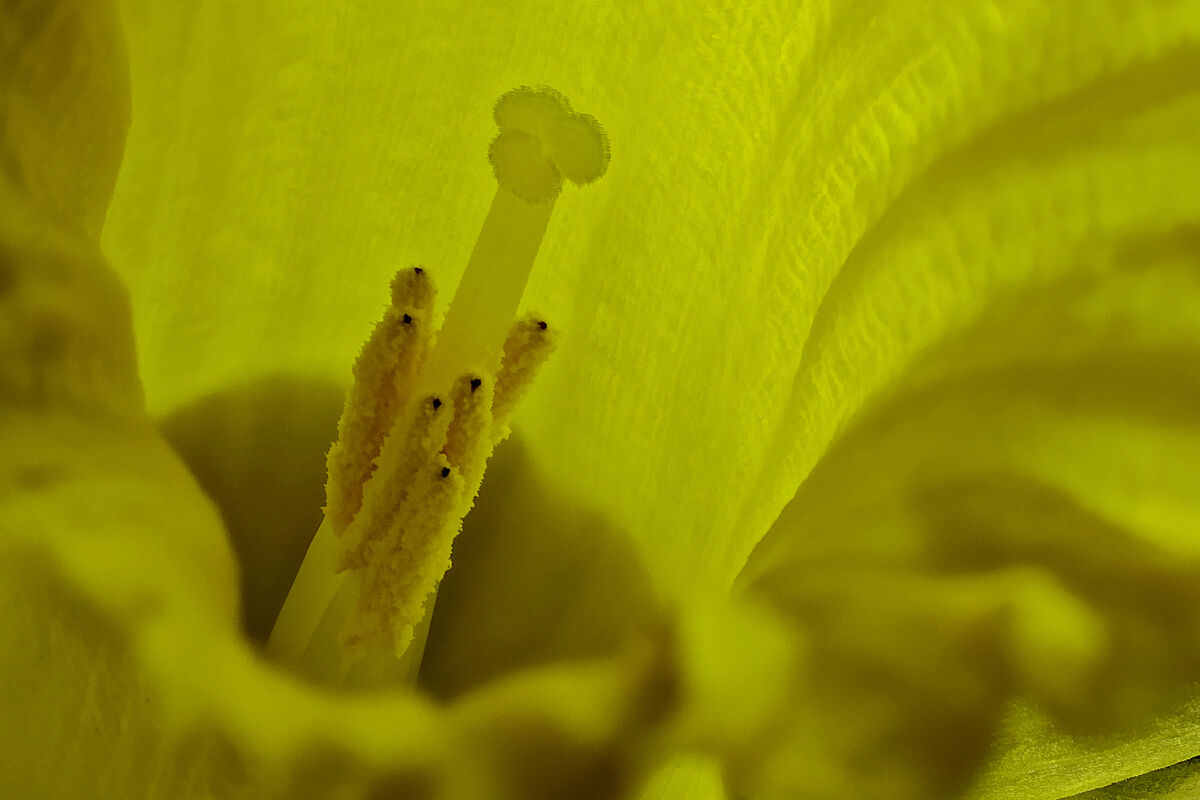Heart of a Daffodil...