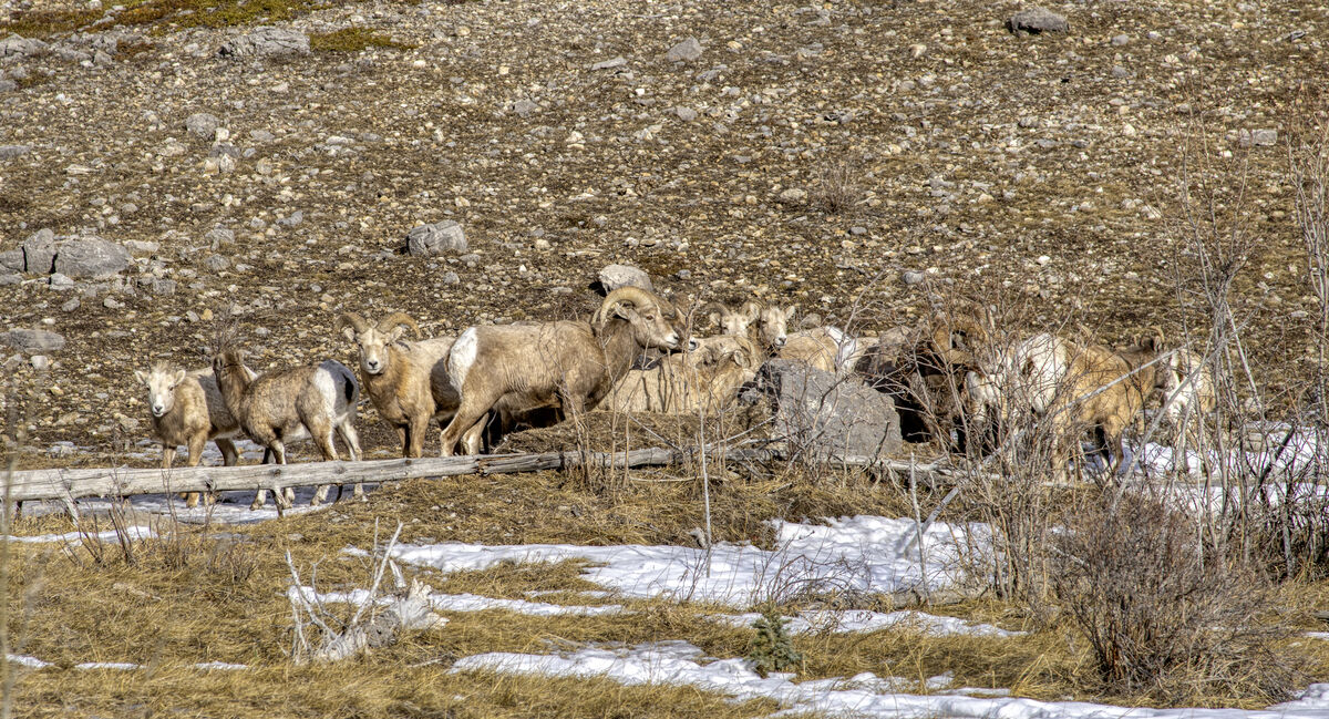 Bighorn sheep (2)...