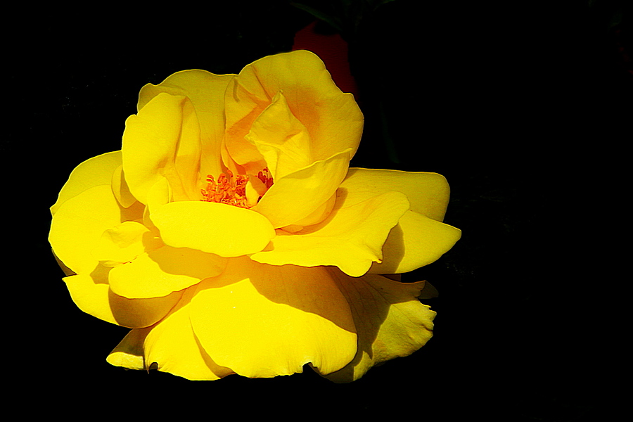 "Rosa Foetida Herrm. Austrian Copper Rose.": Lens: Canon EF-S 55-250mm ...