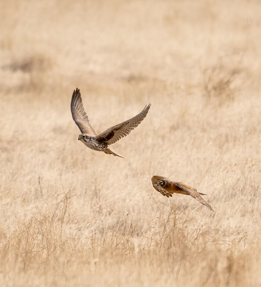 Prairie Falcon chased by a Harrier...