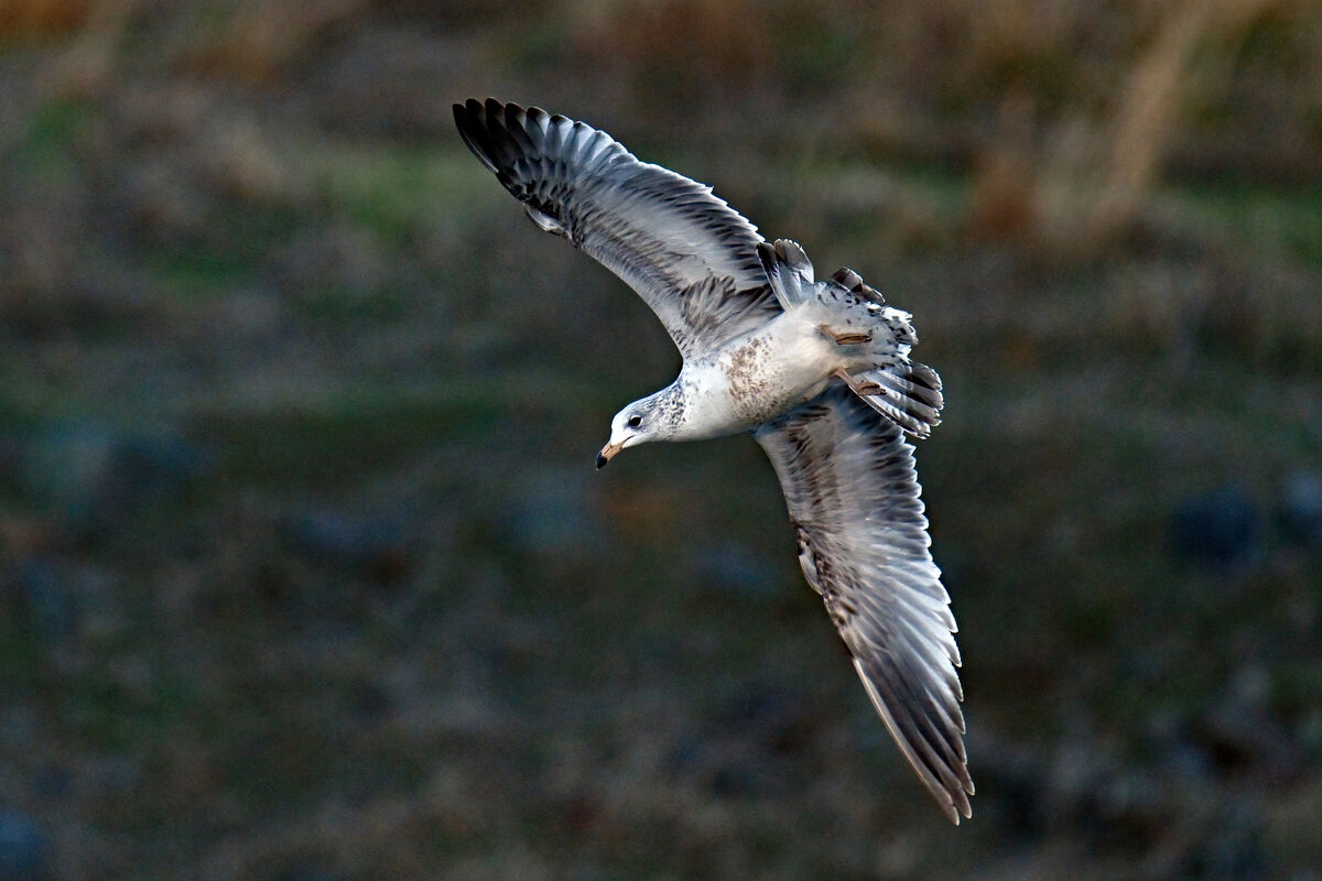 Ring-billed gulls in flight: Ring-billed gulls in flight. Jordan dam ...