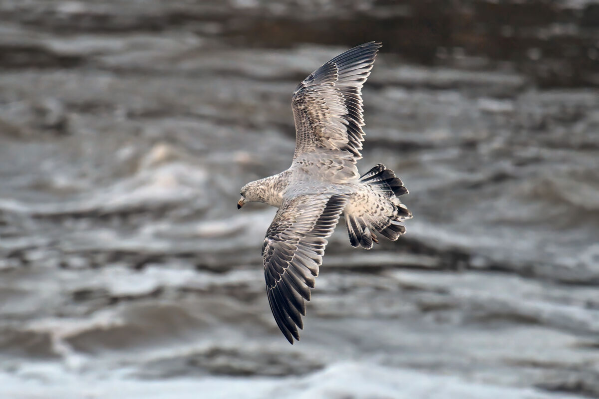 Ring-billed gulls in flight: Ring-billed gulls in flight. Jordan dam ...