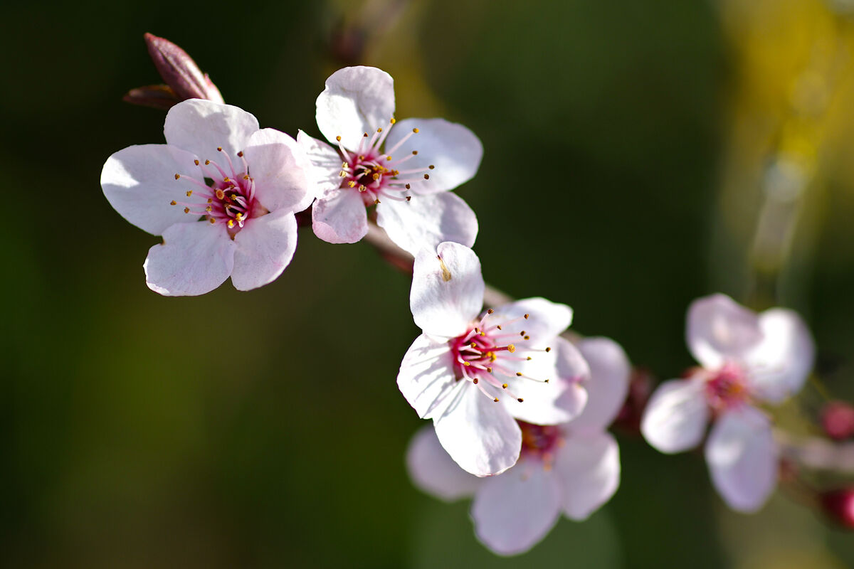 Cherry Plum Blossoms...