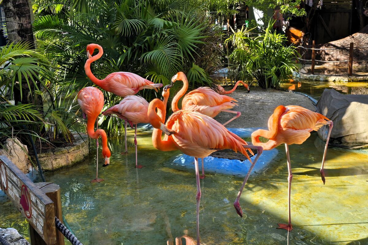 Flamingos at our first stop, Costa Maya.  If you d...