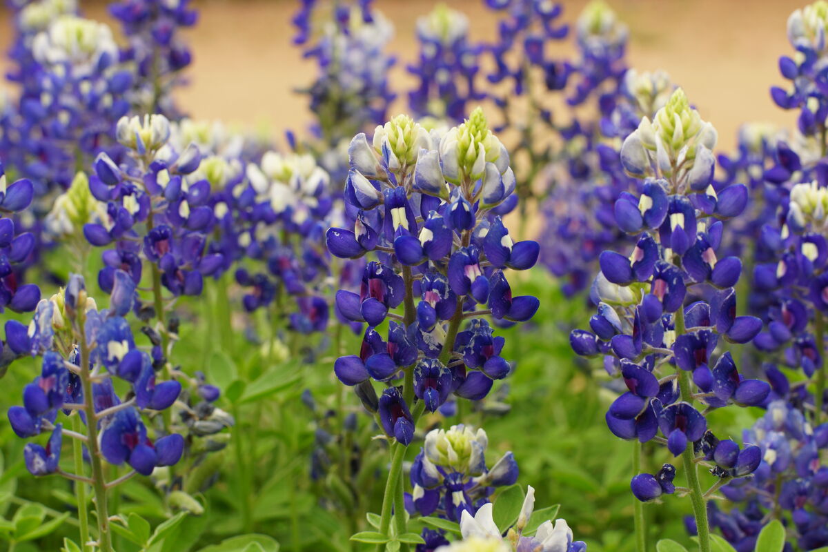 The state flower of Texas is the bluebonnet.  I'll...