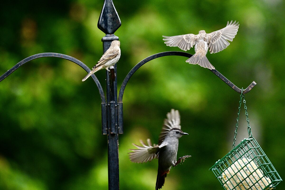 Putting the brakes on heading for the suet!...