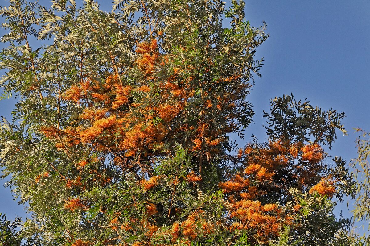 Australian Silky Oak - Grevillia Robusta in flower...