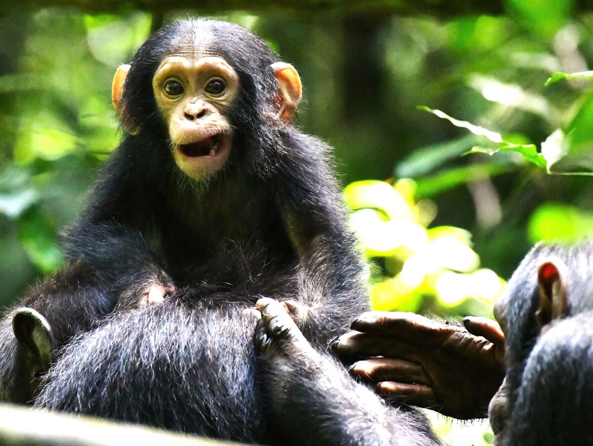chimpanzee youngster...