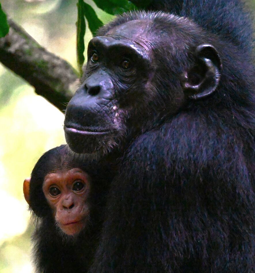 Chimpanzee mom and baby...
